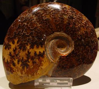 http://www.asiago.to/documents/ammonite Madagascar cretacico (100 milioni di anni).jpg